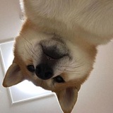 Telegram profile photo for $MUGI | PORTAL