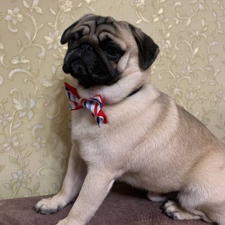 Telegram group profile photo for Мопс Чат