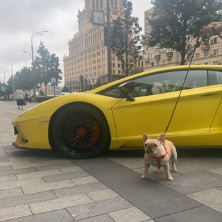 Telegram profile photo for Вижу песеля - фоткаю 📸
