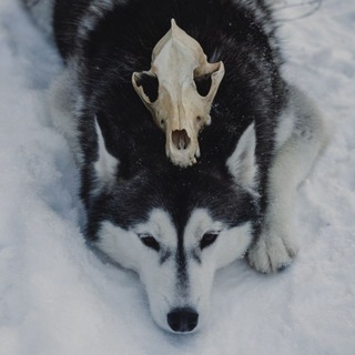 Telegram profile photo for Настоящий волк🐺🪱