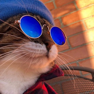 Telegram profile photo for КРУТЫЕ КОТИКИ 😻🙀