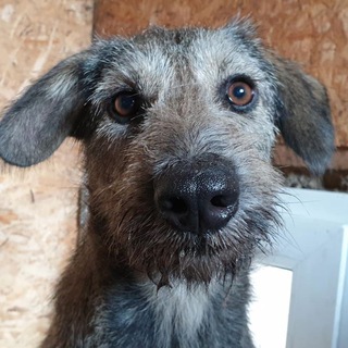 Telegram profile photo for Приют "Хочу Домой!"🐾🐶🐶🐶🐕🐕🐕🐕🐕🐕🐈🐈🐈❤