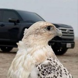 Telegram profile photo for تعاملات ًسًًَُكُْٓوًًٌٍ
