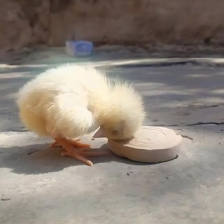 Telegram profile photo for مَلاذُ الخائفين.