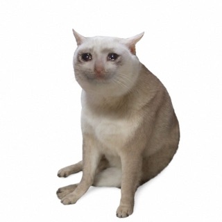 Telegram profile photo for Cash Cat