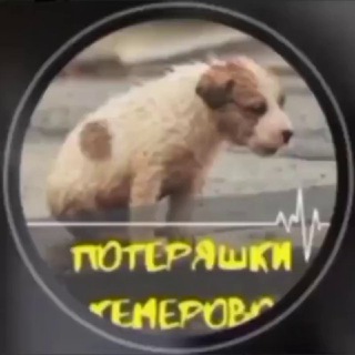 Telegram profile photo for ПОТЕРЯШКИ Кемерово