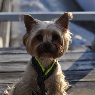 Telegram profile photo for Вперед за ушастым 🐾