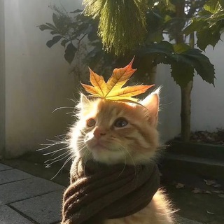 Telegram profile photo for блин имбирный🧇