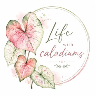 Telegram profile photo for Life with caladiums🌱