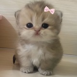 Telegram profile photo for Wishlist✨💝