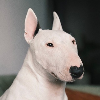 Telegram profile photo for Брюссельская капусточка 🥬