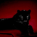 Telegram profile photo for الحب