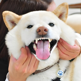 Telegram profile photo for Kotetsu| Kabosu's Bestfriend
