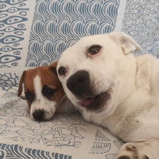 Telegram profile photo for Ronnie, Daisy e Romeo (e Davide a volte)