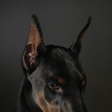 Telegram profile photo for Doberman