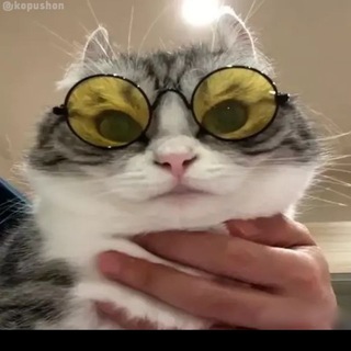 Telegram profile photo for Дмитрий | KFC пруфы