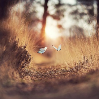 Telegram profile photo for These Magic Moments