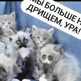 Telegram profile photo for ㅤㅤ. . curlyer1 бос инфо ㅤ