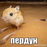 Telegram profile photo for Perdyn45
