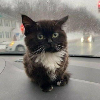 Telegram profile photo for выпуклые коты