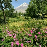 Telegram profile photo for آزوی نوا