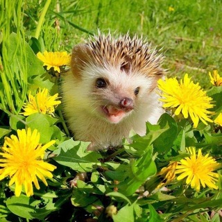 Telegram profile photo for как любить ежей🍁