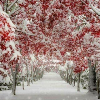 Telegram group profile photo for ๐๐Qalb malhami ๐๐ Psixolog tavsiyalari