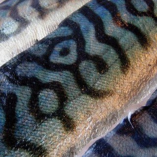 Telegram profile photo for ♱ ROTTEN FISH ♱