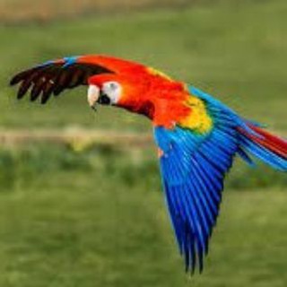 Telegram group profile photo for SGP Parrot ๐ฆ๐ฆ๐ธ๐ฌ