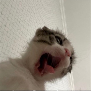 Telegram profile photo for 🕸️Мяу🙇🏻♀️🐈⬛