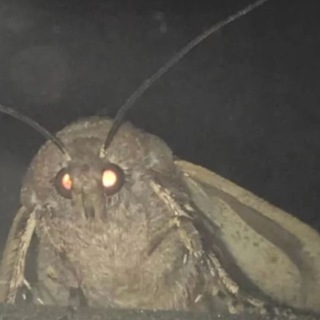 Telegram profile photo for MOTH VERIFY