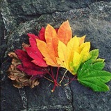 Telegram profile photo for ضوء