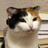 Telegram profile photo for Eve cat