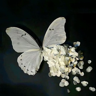 Telegram profile photo for اَثــــــر🕊️