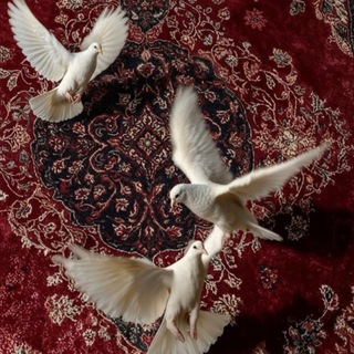 Telegram profile photo for چَم شغلة