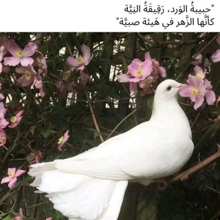 Telegram profile photo for { فَأُولَٰئِكَ لَهُمُ الدَّرَجَاتُ الْعُلَىٰ }