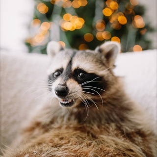 Telegram profile photo for ЕНОТ ТЁМА