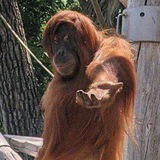Telegram profile photo for Space Monkee