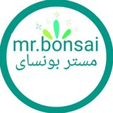 Telegram profile photo for 🌳Mr. Bonsai18🌲