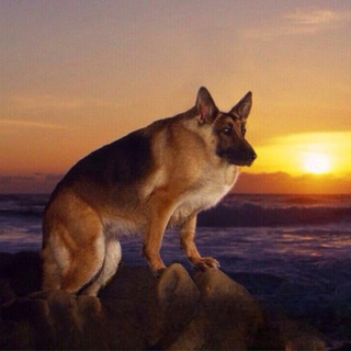 Telegram group profile photo for Инициативная группа против принудительной установки MAX