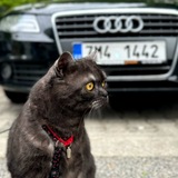 Telegram profile photo for дымошкин| 🐾