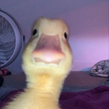 Telegram profile photo for 𝓹𝓪𝓹𝓪𝓻𝓪𝔃𝓲