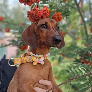 Telegram profile photo for Барсучка Тося