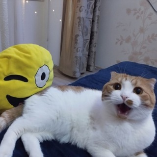 Telegram profile photo for обходы валапоп винтед