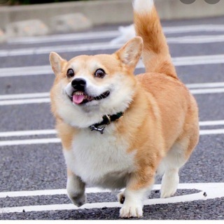 Telegram profile photo for CORGI FUN🐶