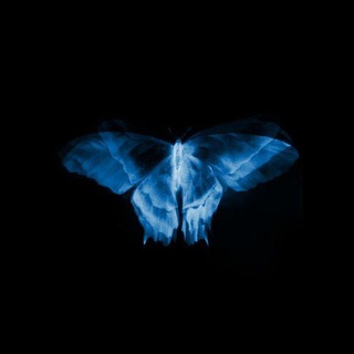 Telegram profile photo for 𝑩𝒍𝒖𝒆 𝒃𝒖𝒕𝒕𝒆𝒓𝒇𝒍𝒚 🦋