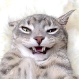 Telegram profile photo for Котики-медиа