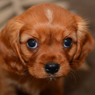 Telegram profile photo for Запредельная милота 🥰
