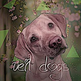 Telegram profile photo for 𝗩𝗲𝗶𝗹 𝗱𝗼𝗴𝘀ᵒᶠᶠ