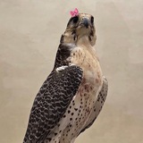 Telegram profile photo for مُهَـاب | إسْتَغْفِروا